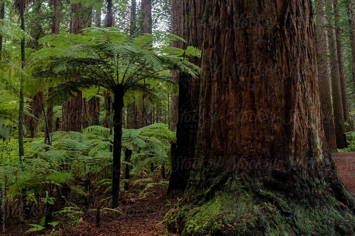 A closeup of Whakarewarewa Forest in New Zealand