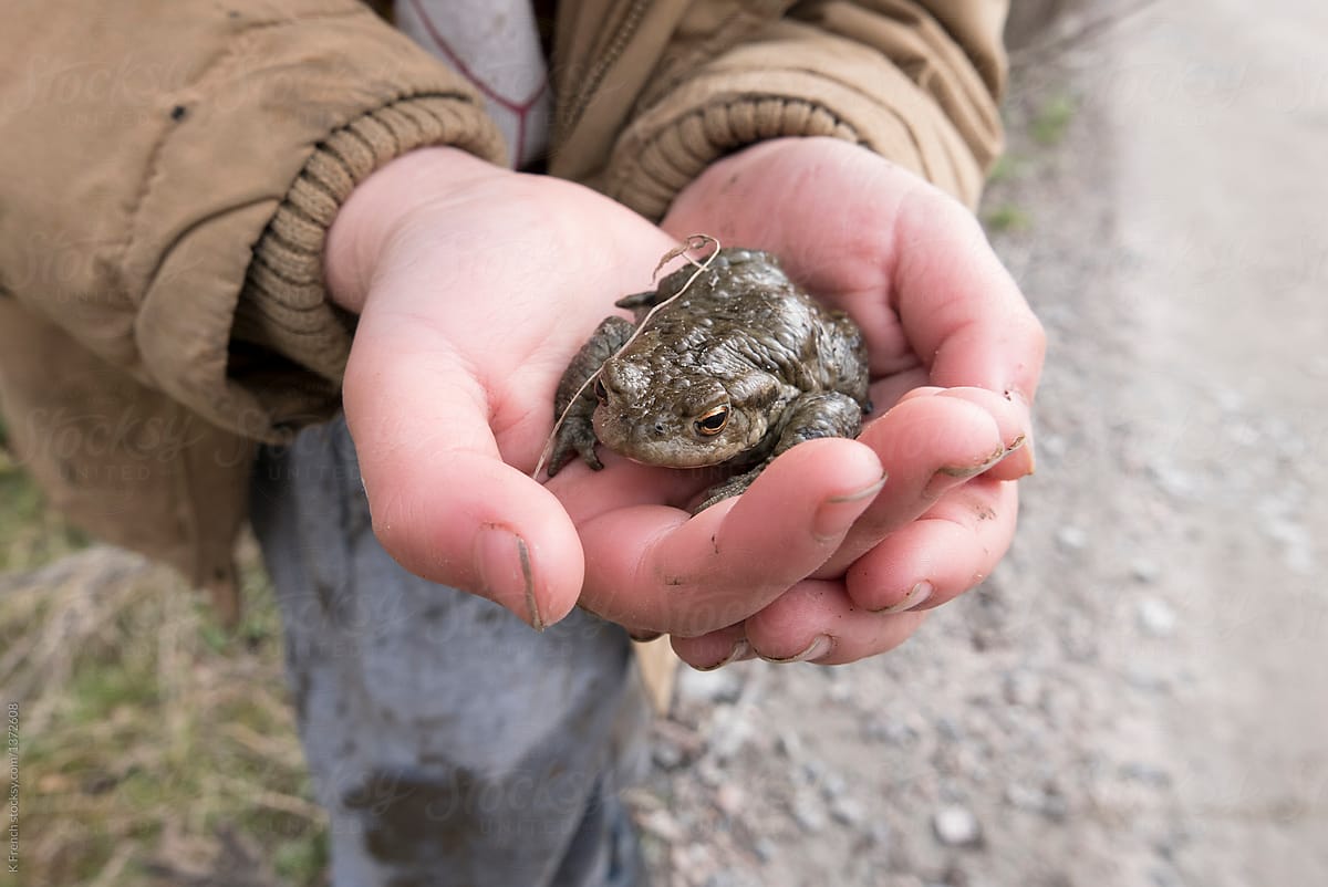 Frog in child\'s hands