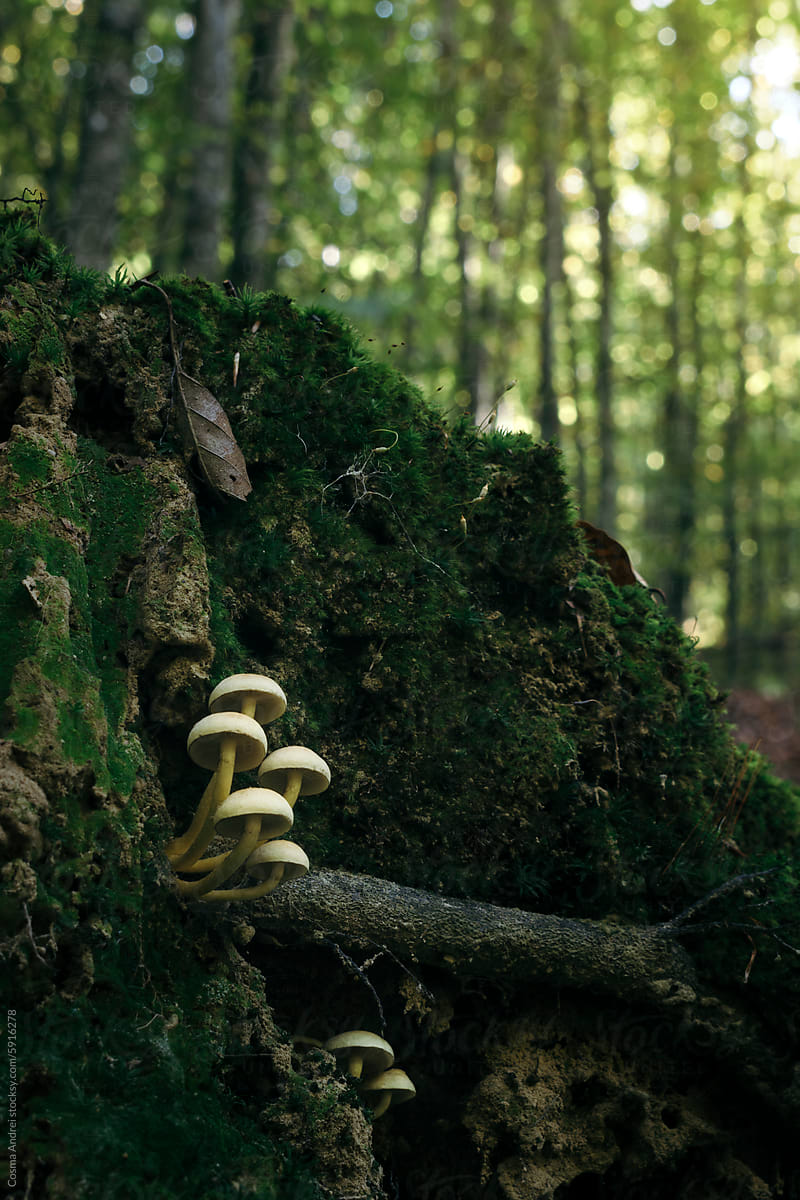 Mushrooms on tree in the woods