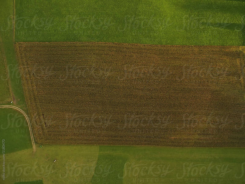 Top view of agricultural field.