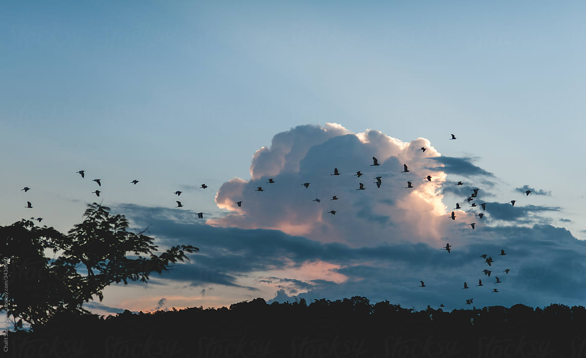 A flock of flying birds