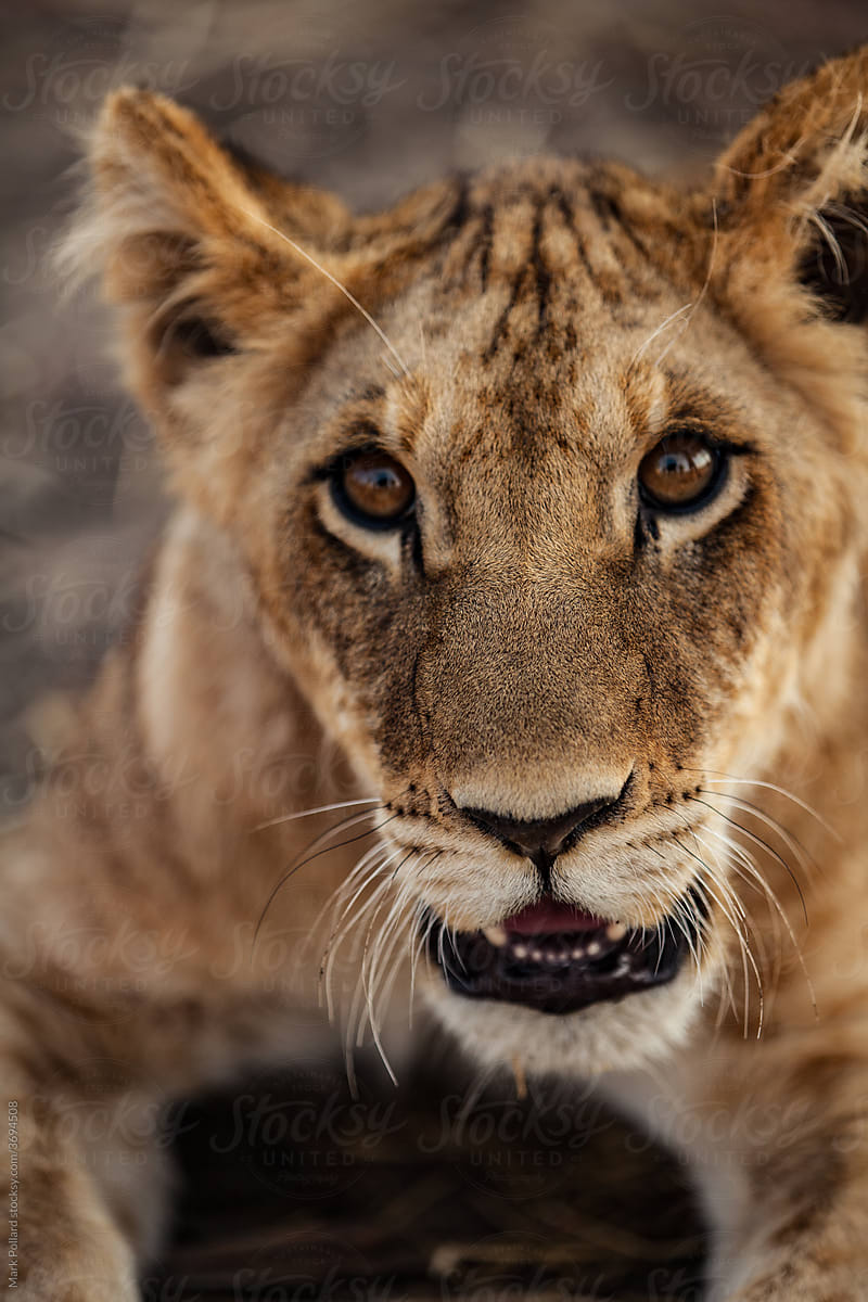 A Young Lion Staring into the Camera