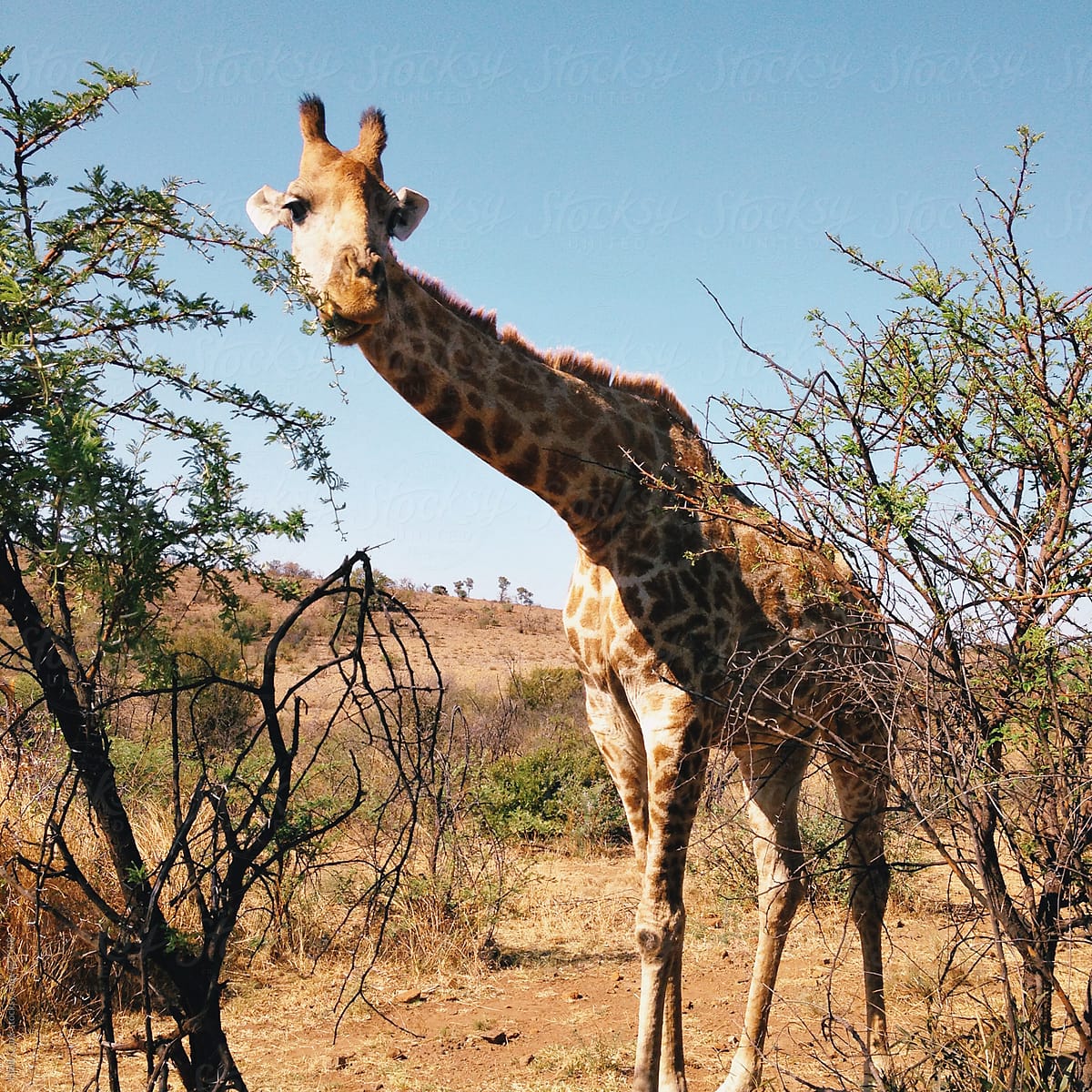 Giraffe bends long neck to eat leaves of a thorn tree