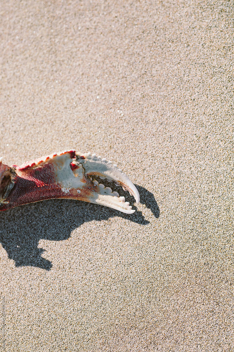 Bright red crab claw on sand