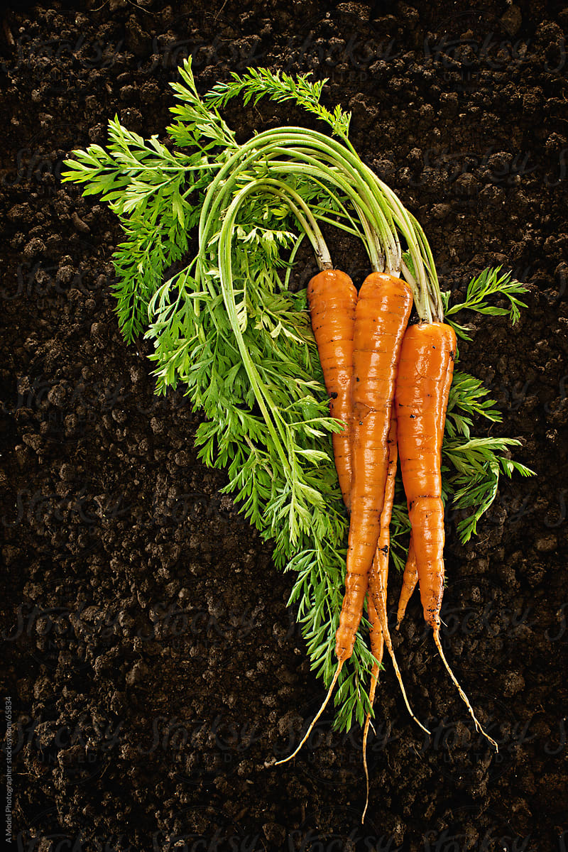 Organic  :Fresh picked natural vegetable in soil