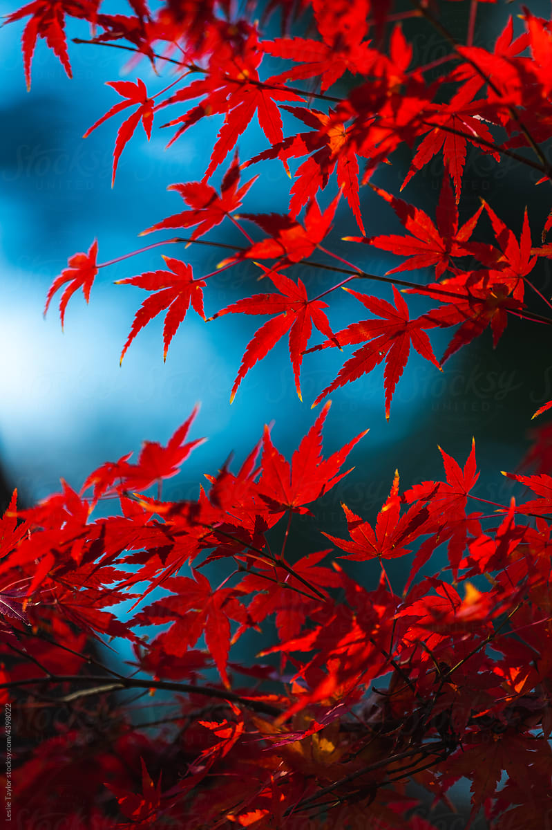 Red Maples On Blue