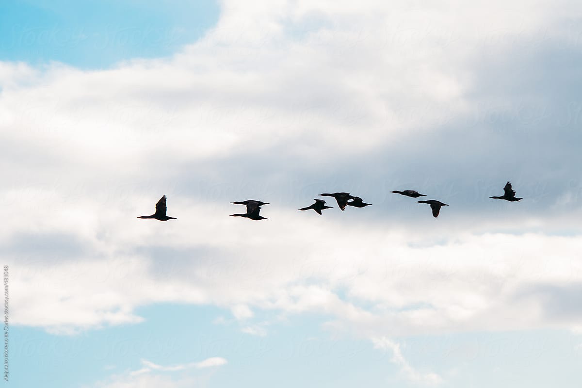 Geese flock flying on blue sky with white clouds