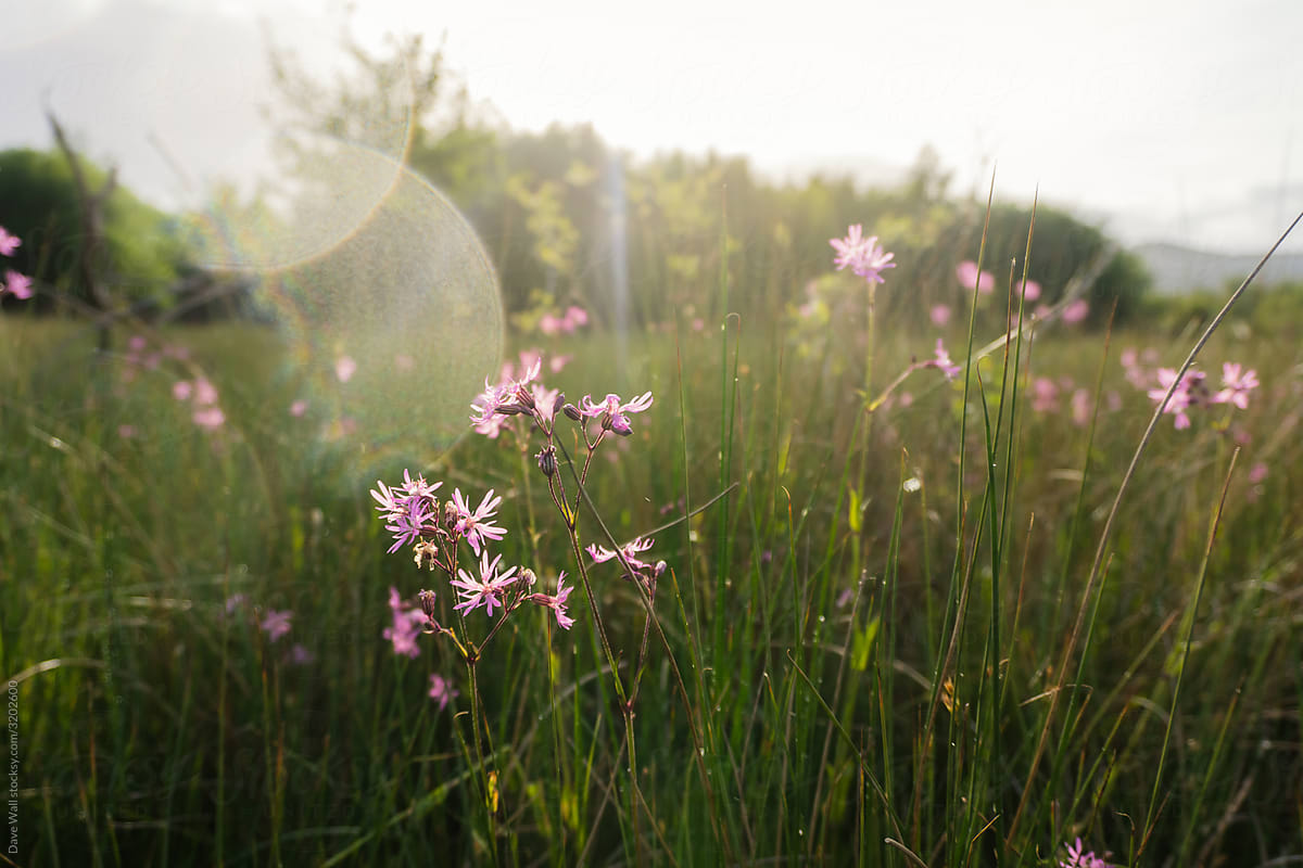 The pink flowers of Ragged robin. Back lighted by the sun.