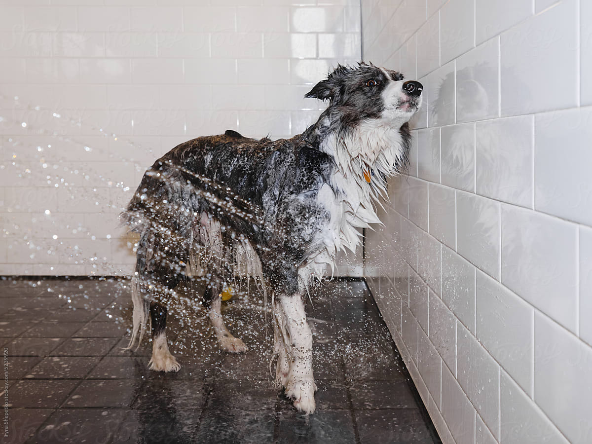 Wash the dog, douse water jets