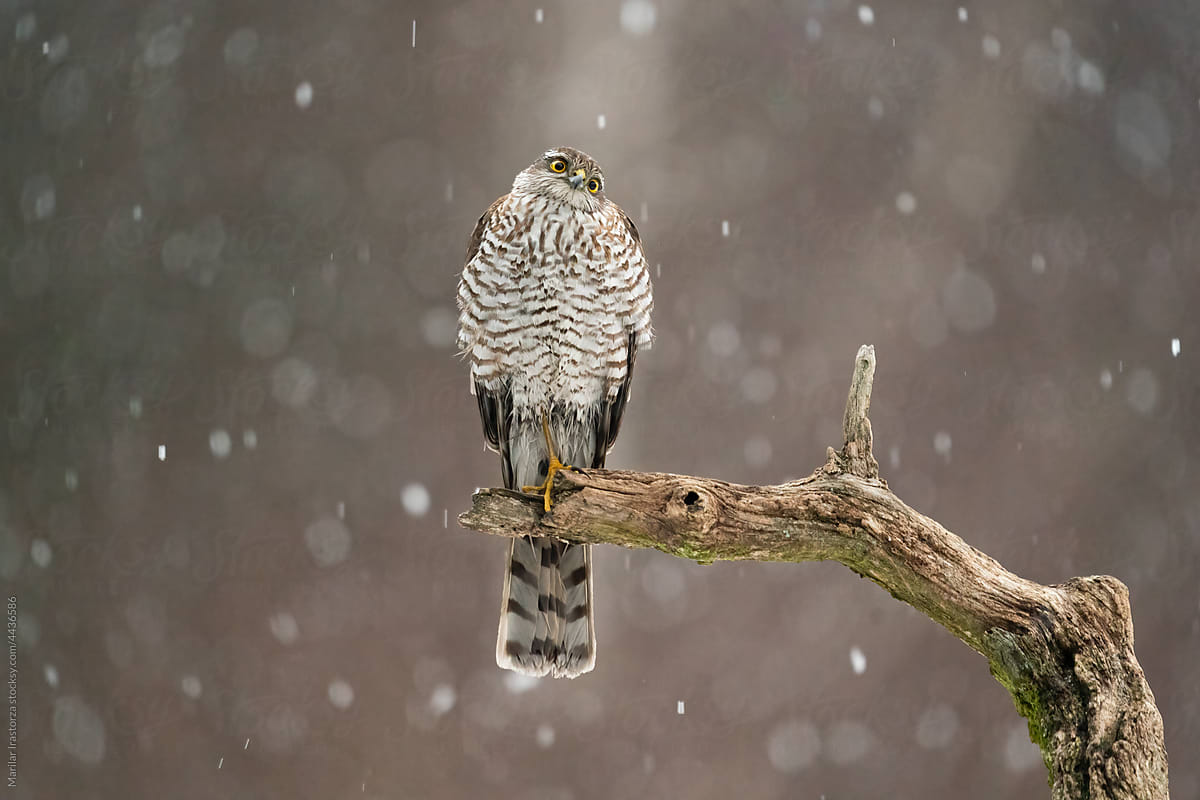 Sparrowhawk Under The Snow