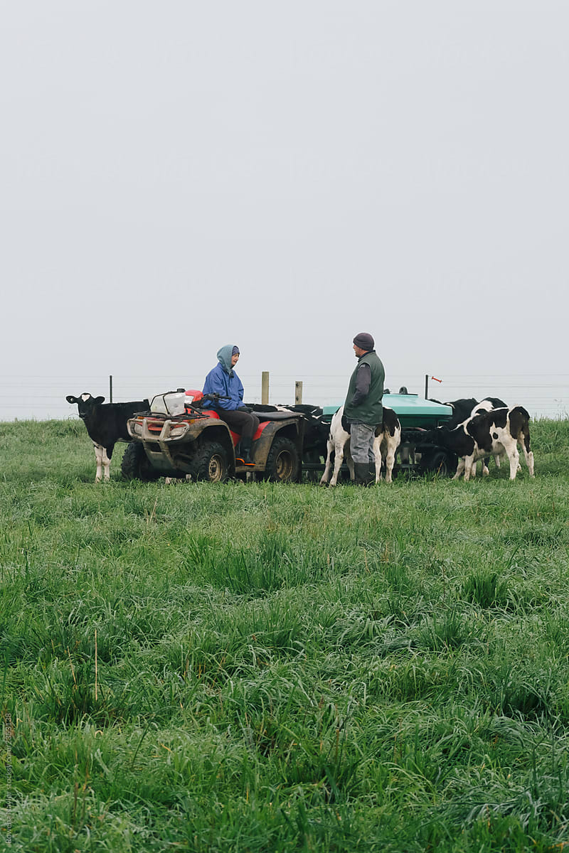 Dairy farmers feeding calves in paddock on a winter misty mornin