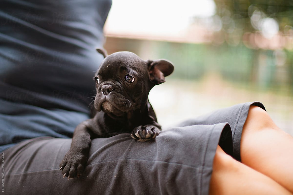 77+ Cute Black French Bulldog Puppies