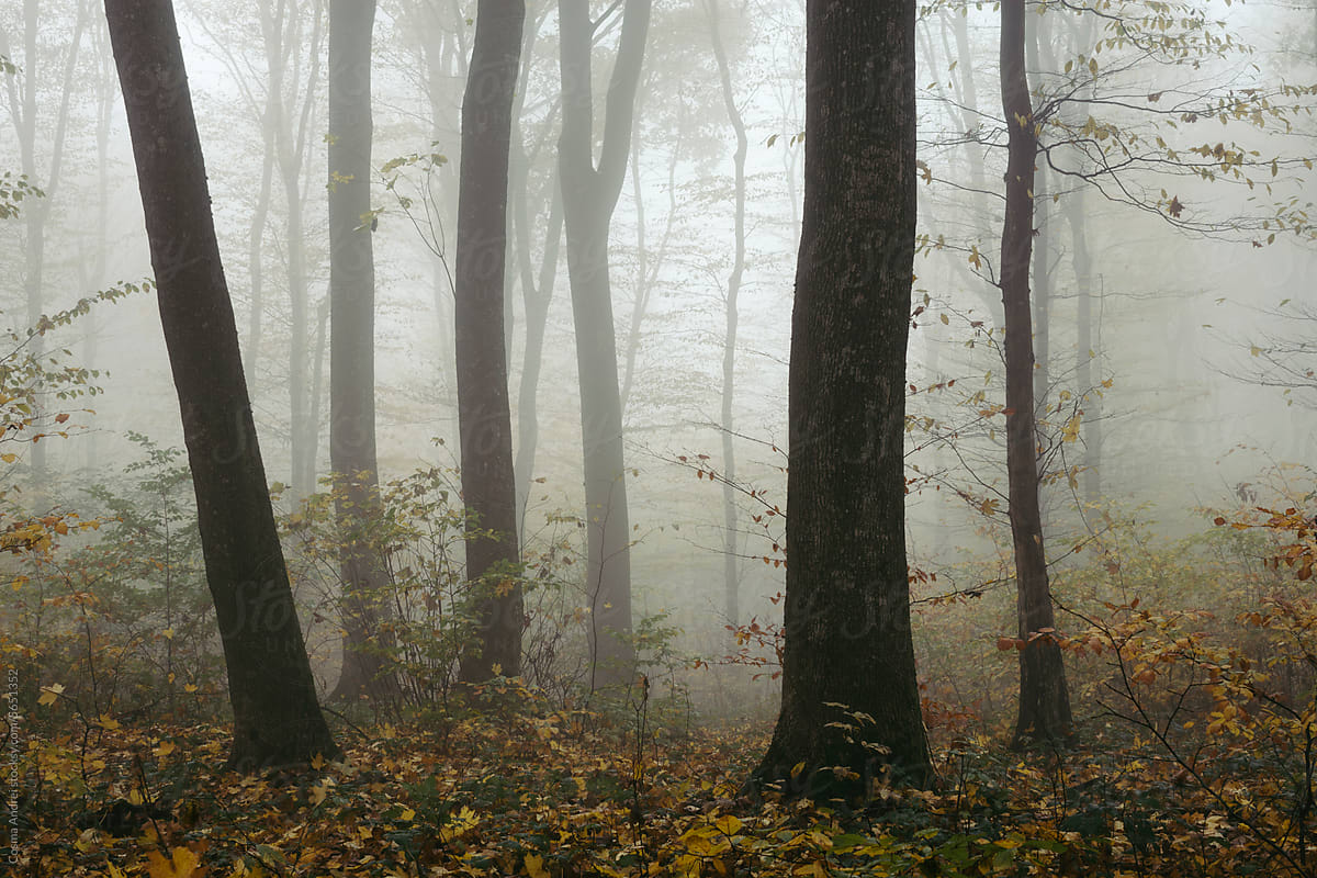 Enchanted misty autumn woods