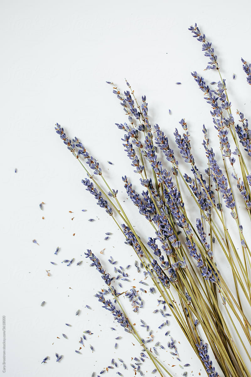 A Bundle of Lavender on a White Background