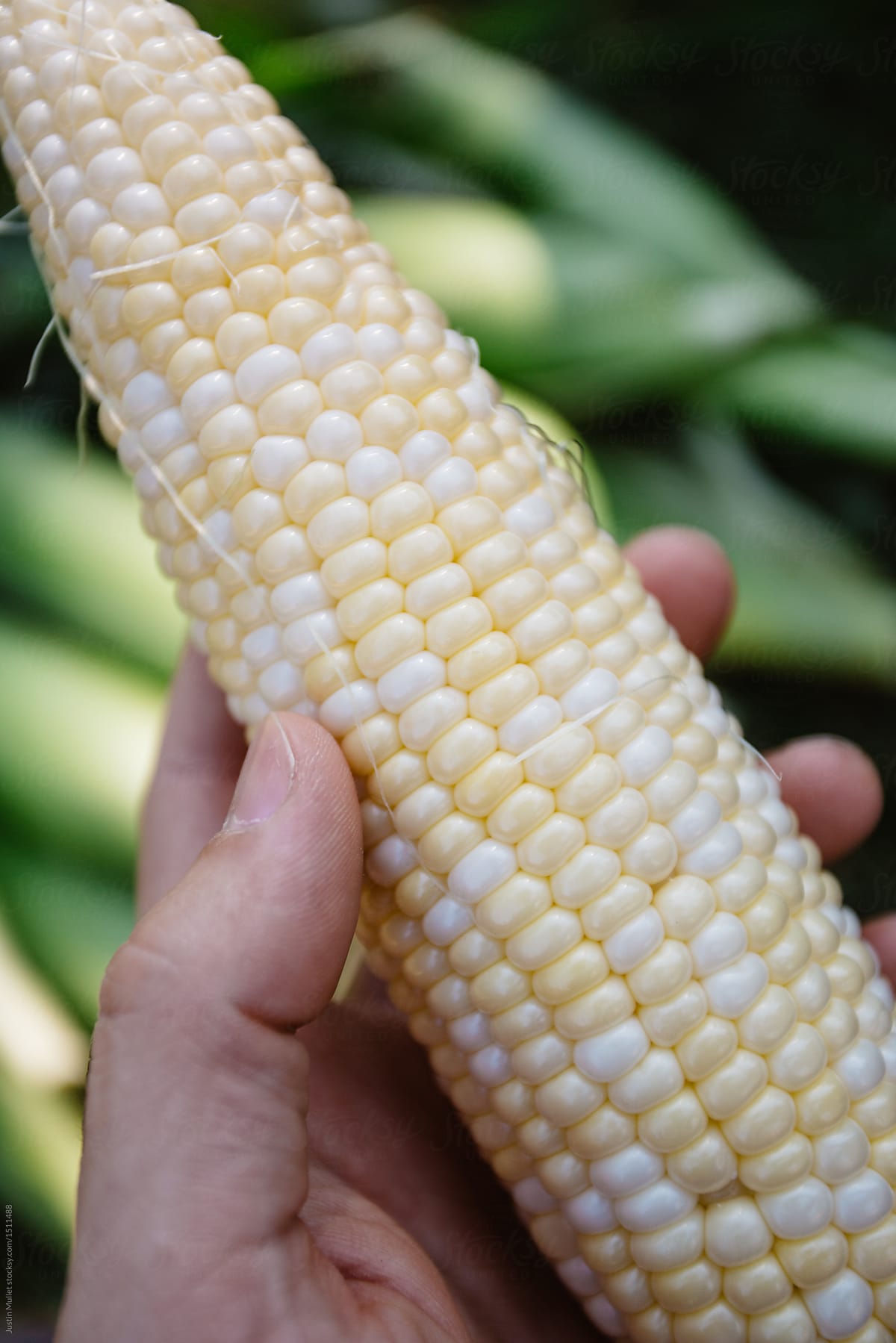Ear of bi-color sweet corn