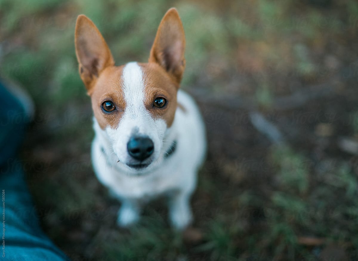 pointy eared jack russell