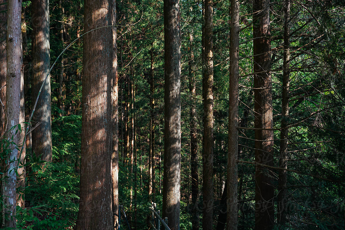 Japanese Cedars with Sun Light and Shade in the Forest