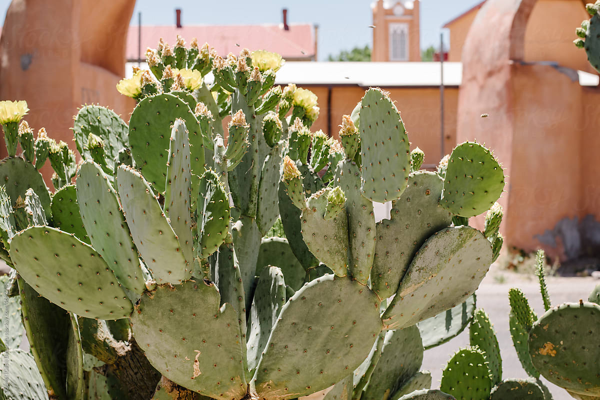 Cactus plant in a square