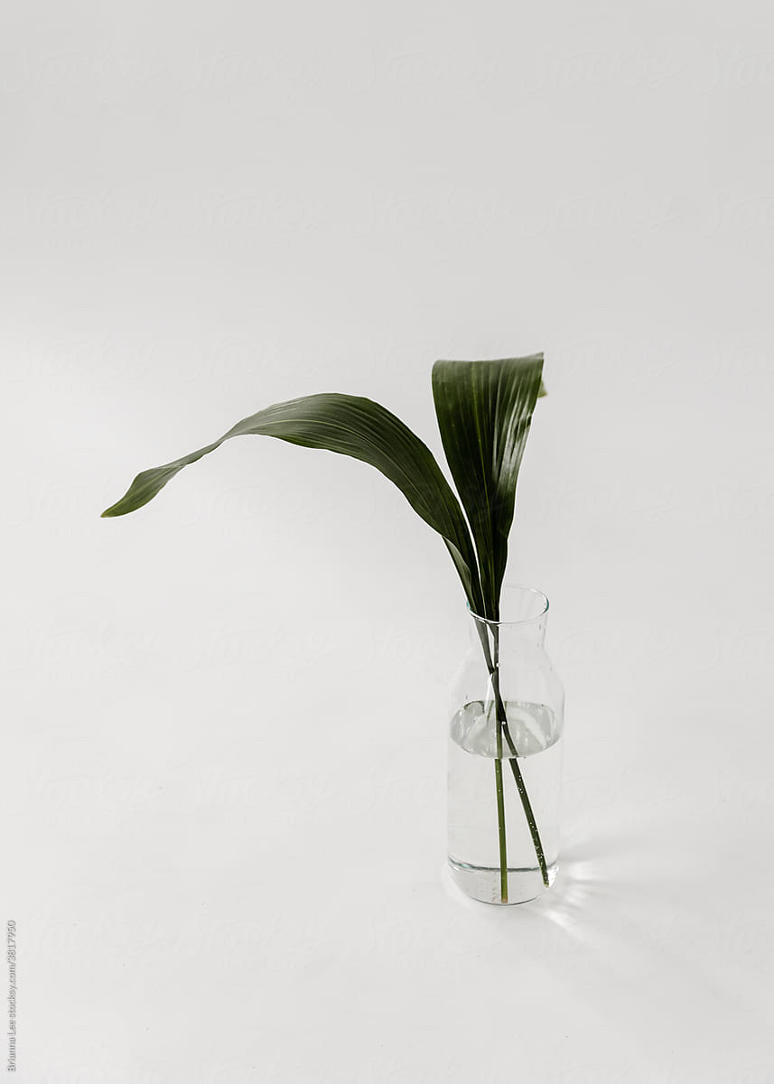 Two green leaves in vase