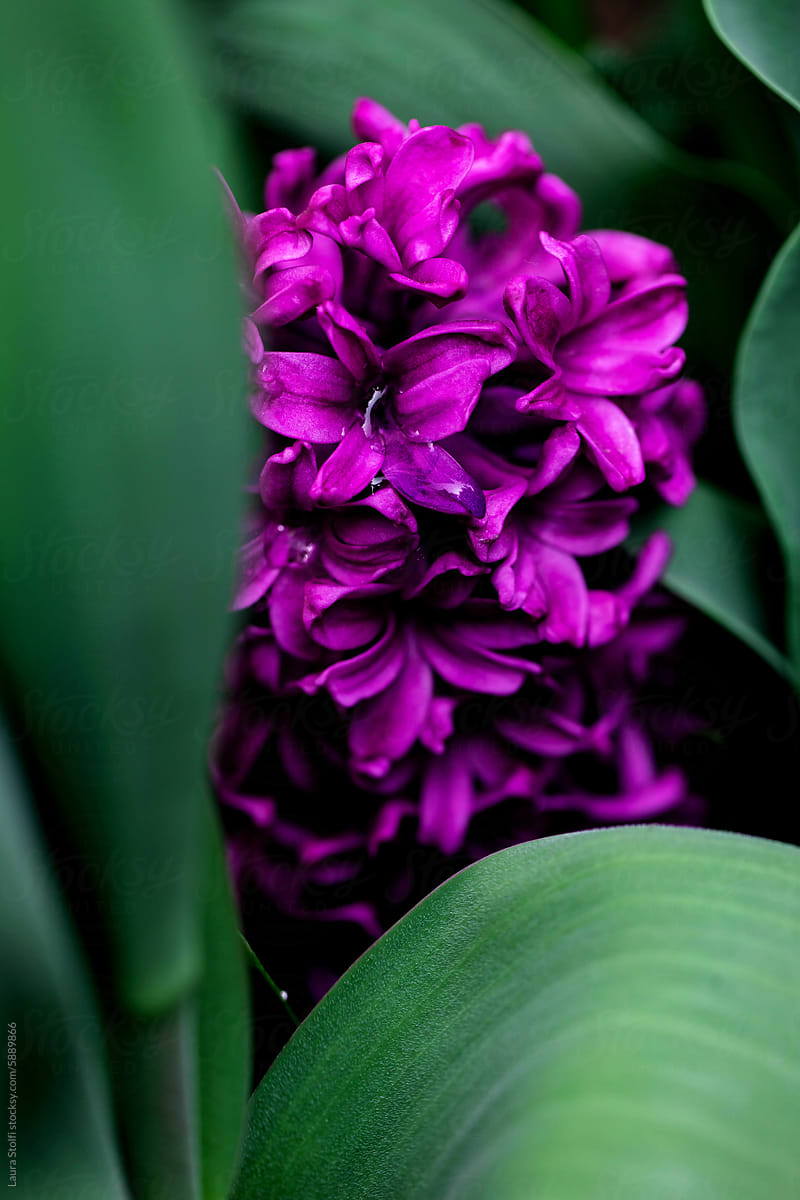 Purple hyacinth behind leaves