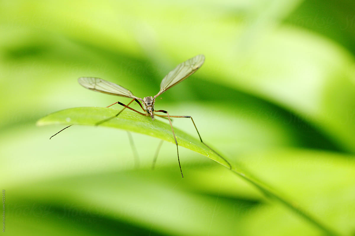 Crane fly on green plant