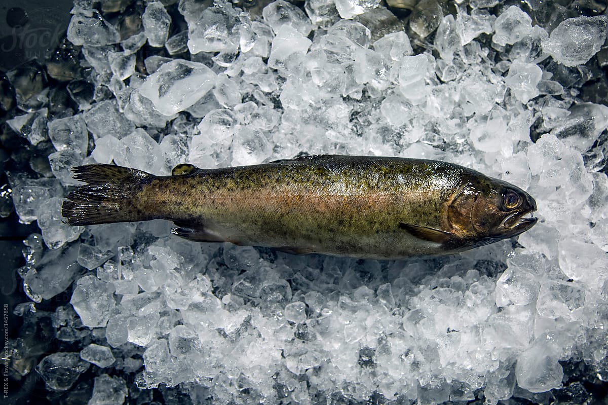 Raw trout on ice