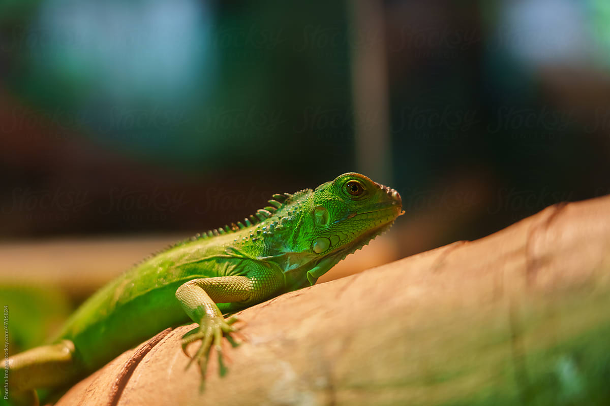Green iguana kept indoors under UV light in zoo