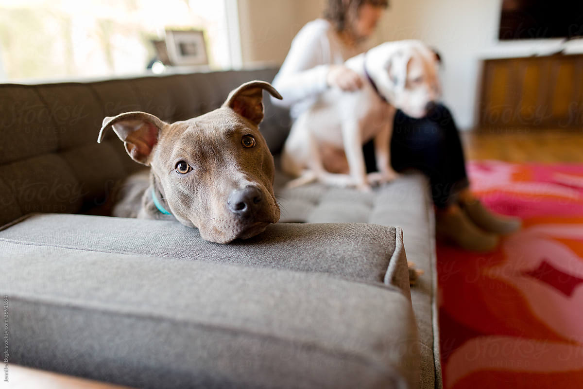 Pit bulls on couch with owner