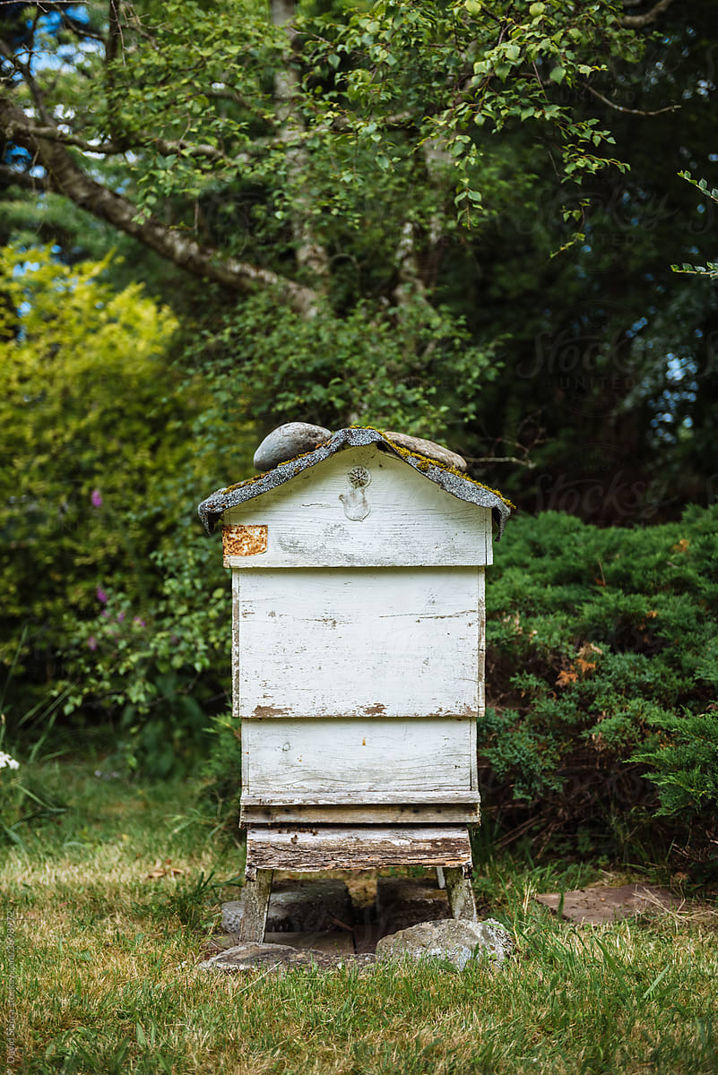 White beehive in the garden with trees and bushes in the background