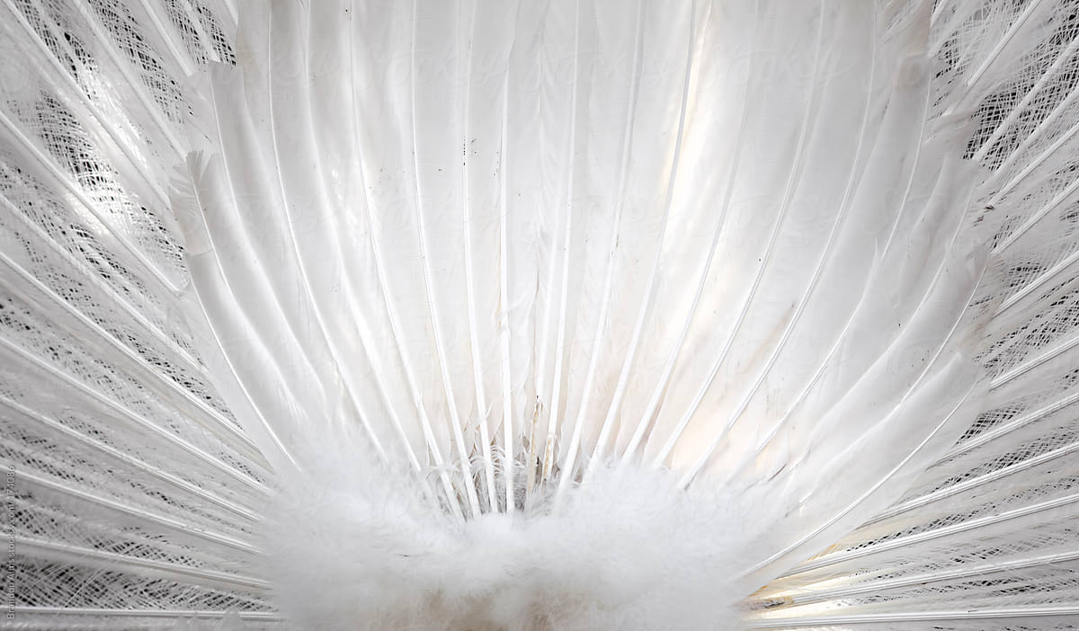 Backside of a White Peacock With Feathers Open