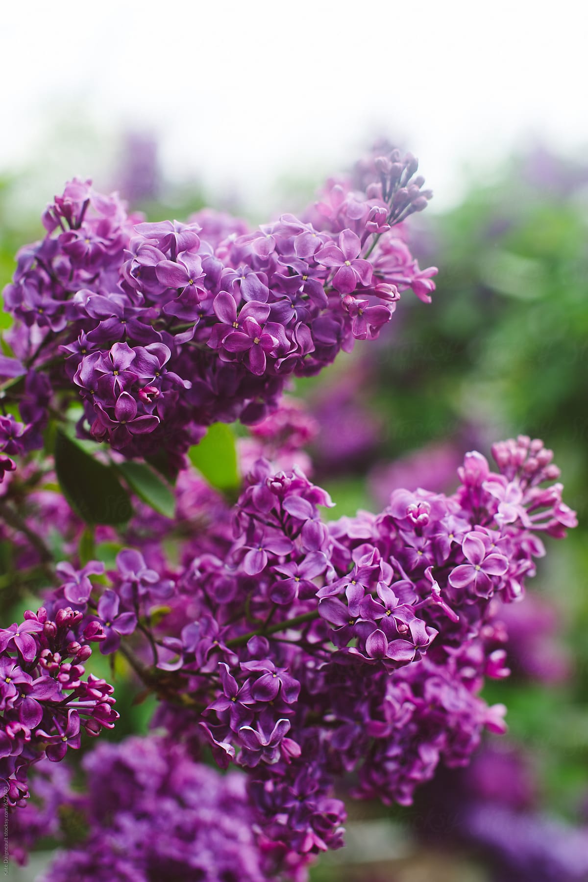 Beautiful spring lilac blossoms in the Brooklyn Botanic Garden
