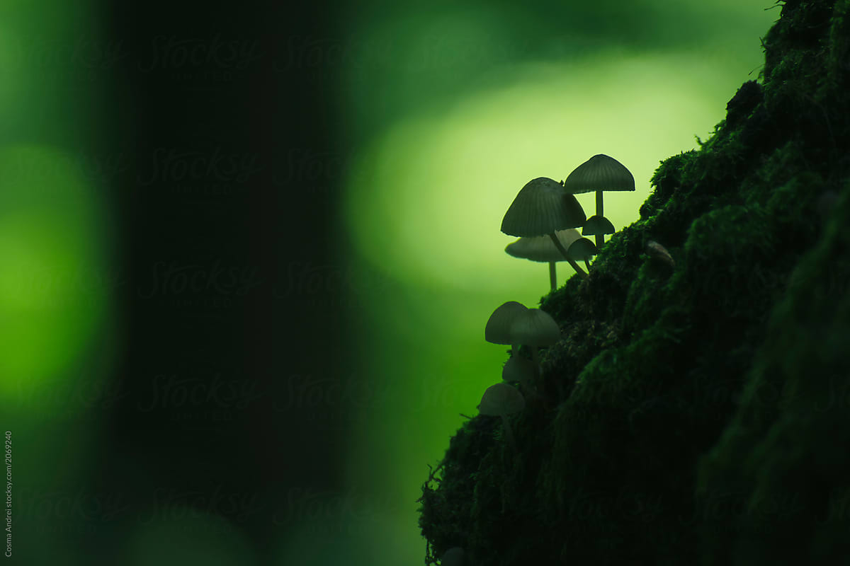 Magical mushrooms in the woods
