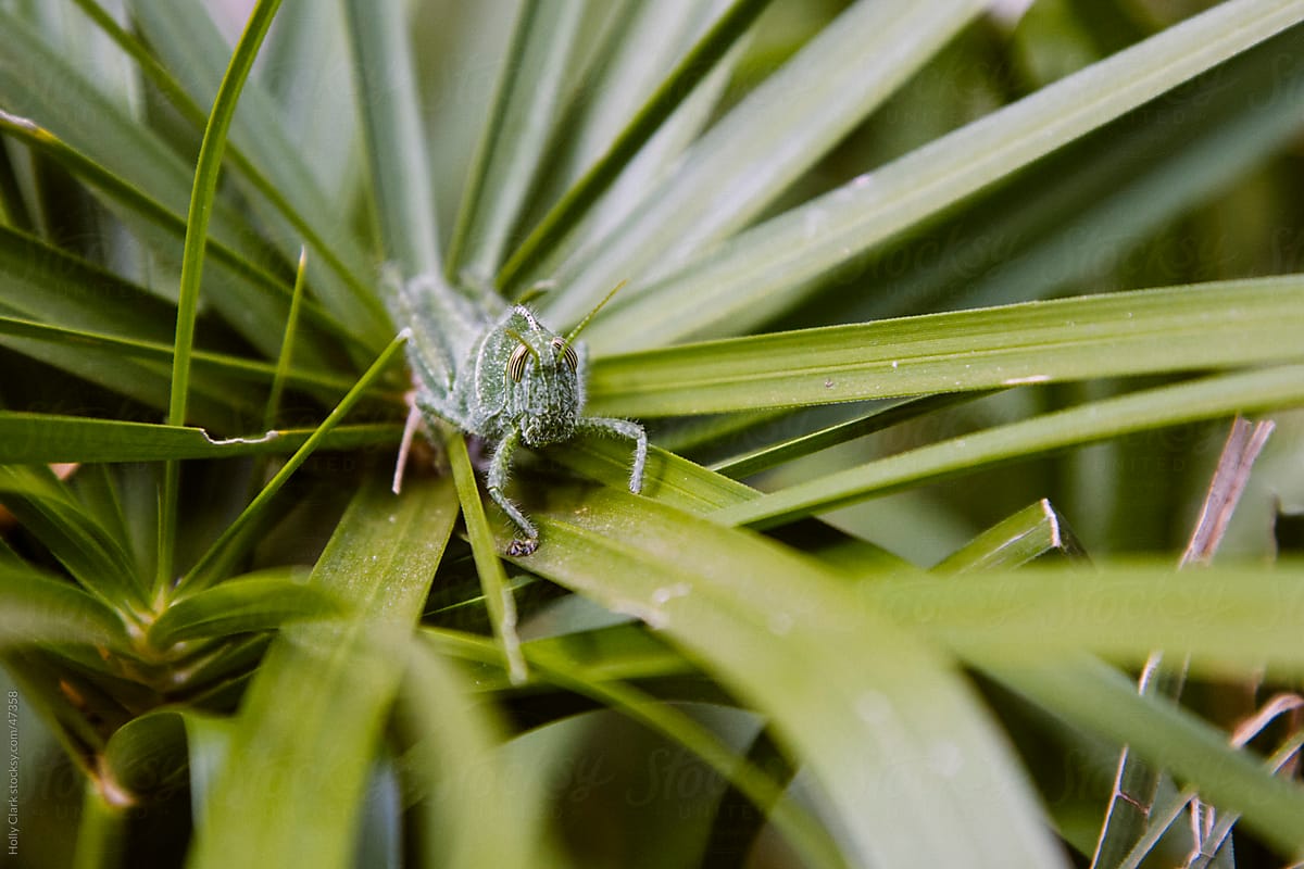 South African Garden Locust Hiding in Green Palm Fronds