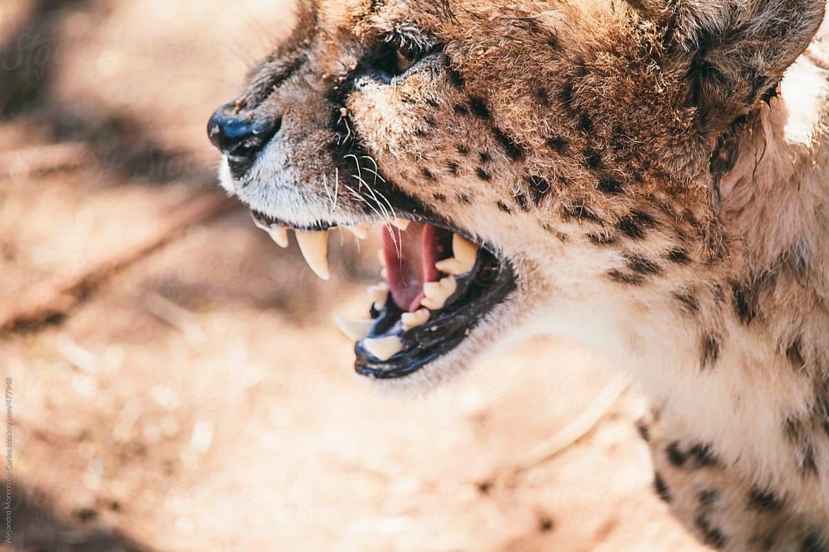 Angry cheetah showing its teeth