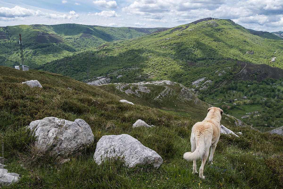 anatolian shepherd guarding