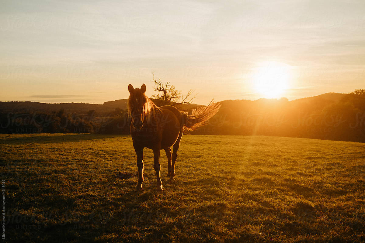 Horse standing on the meadow during sunset