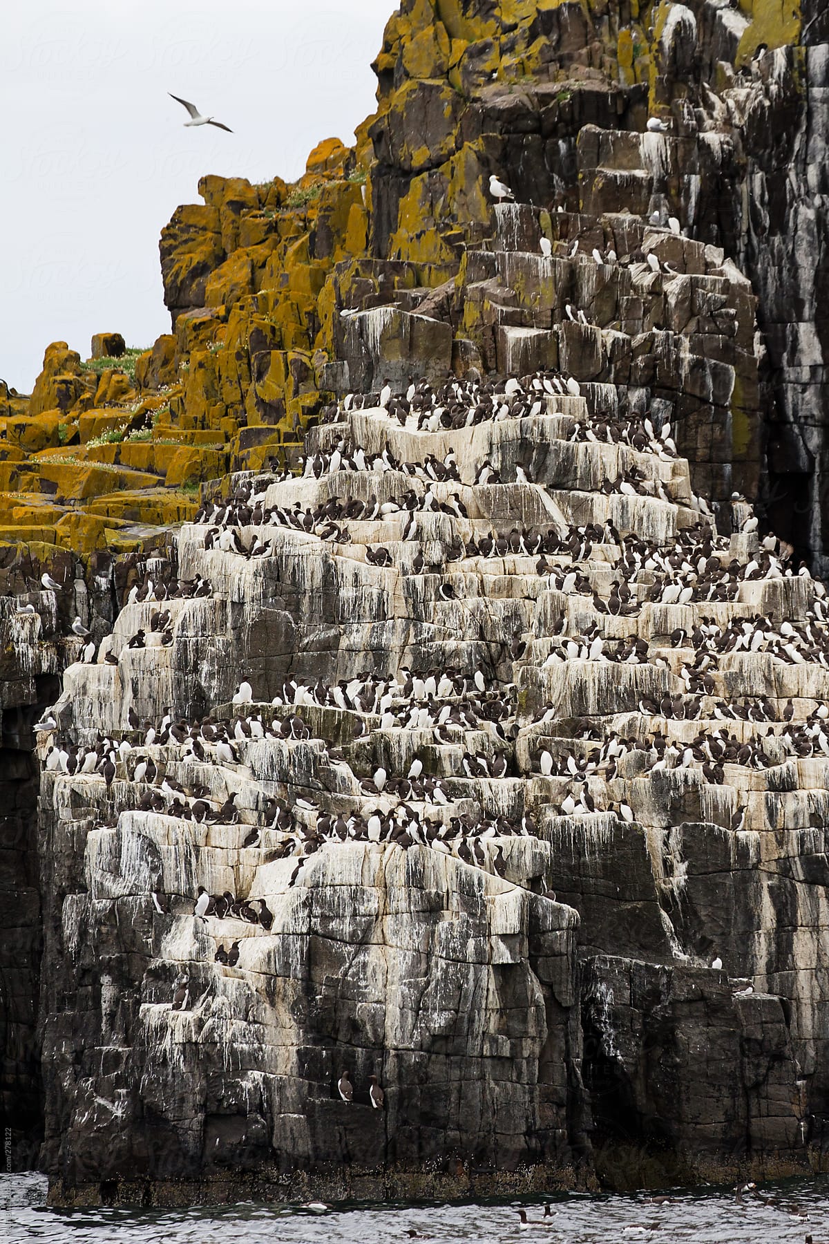 Guillemots perched on a cliffside