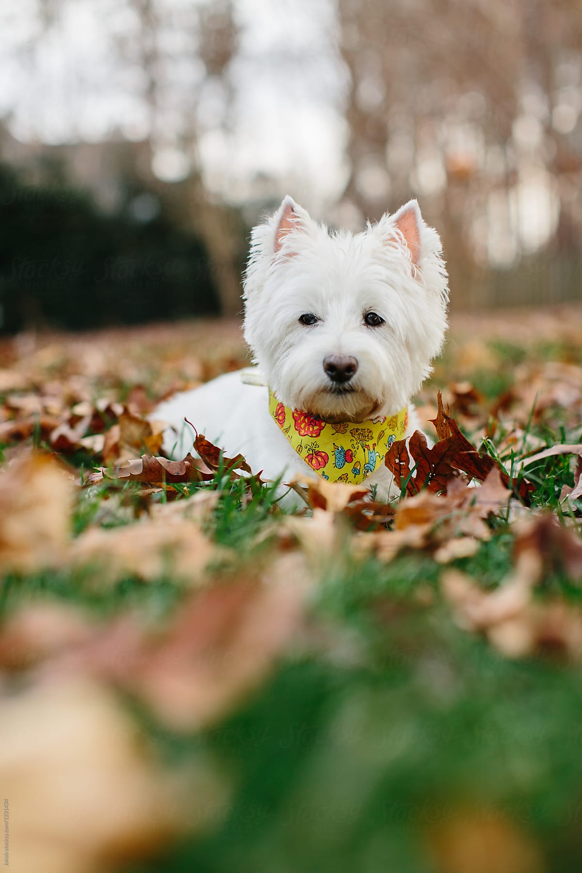 Cute white dog lying in grass and fallen leaves