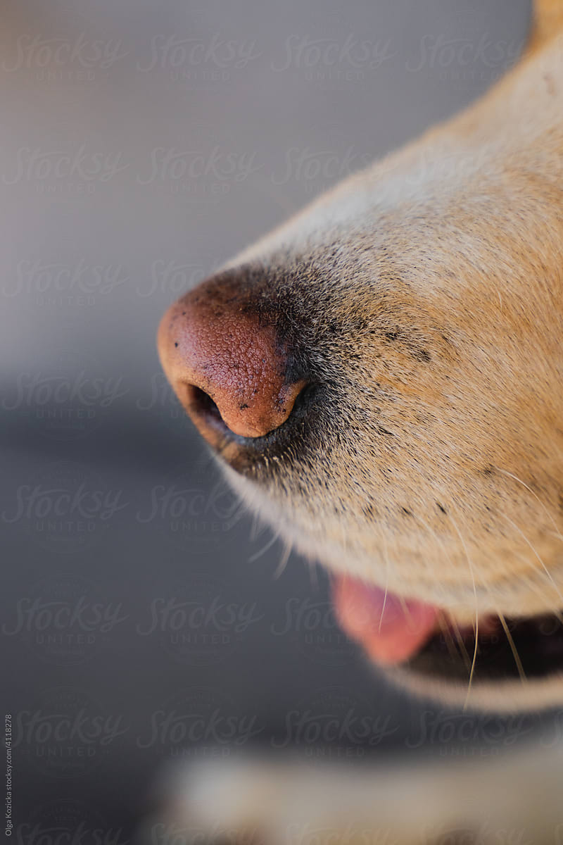 Golden Labrador Crossbreed Nose Close up