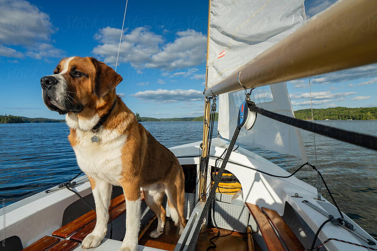 Large Dog Sailing on Lake in Small Sailboat