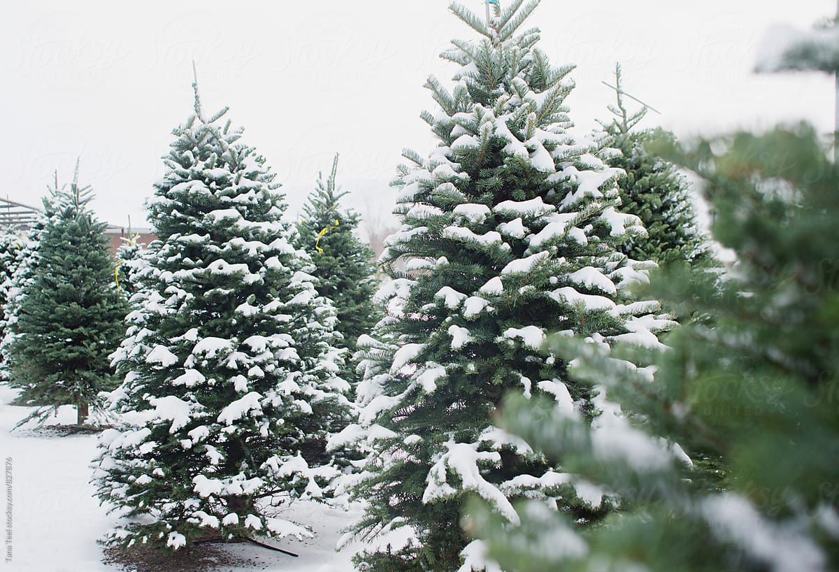 Snow covered Christmas trees