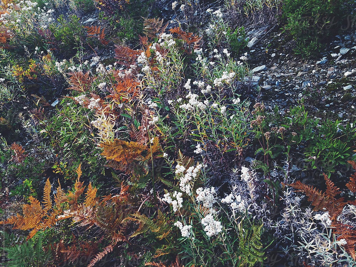 Detail of wildflowers, grasses and plants in alpine meadow in autumn
