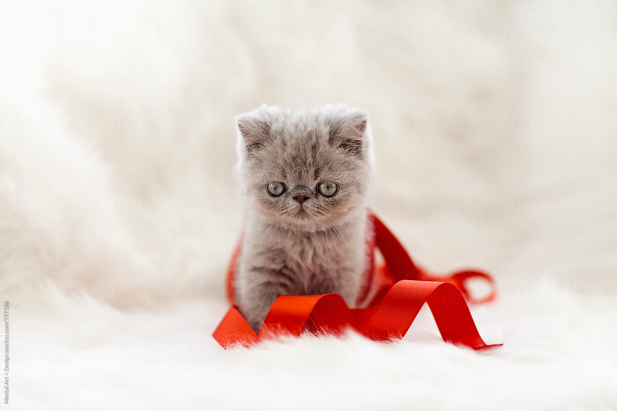 Kitten and Ribbon