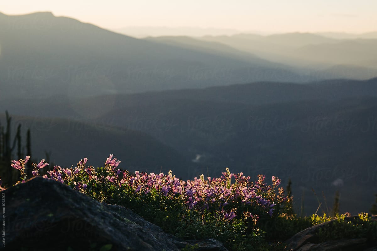 Pink flowers at sunset on a mountain