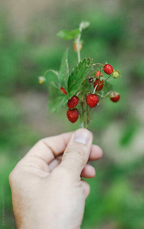 Close-up of a man\'s hand holding wild strawberries