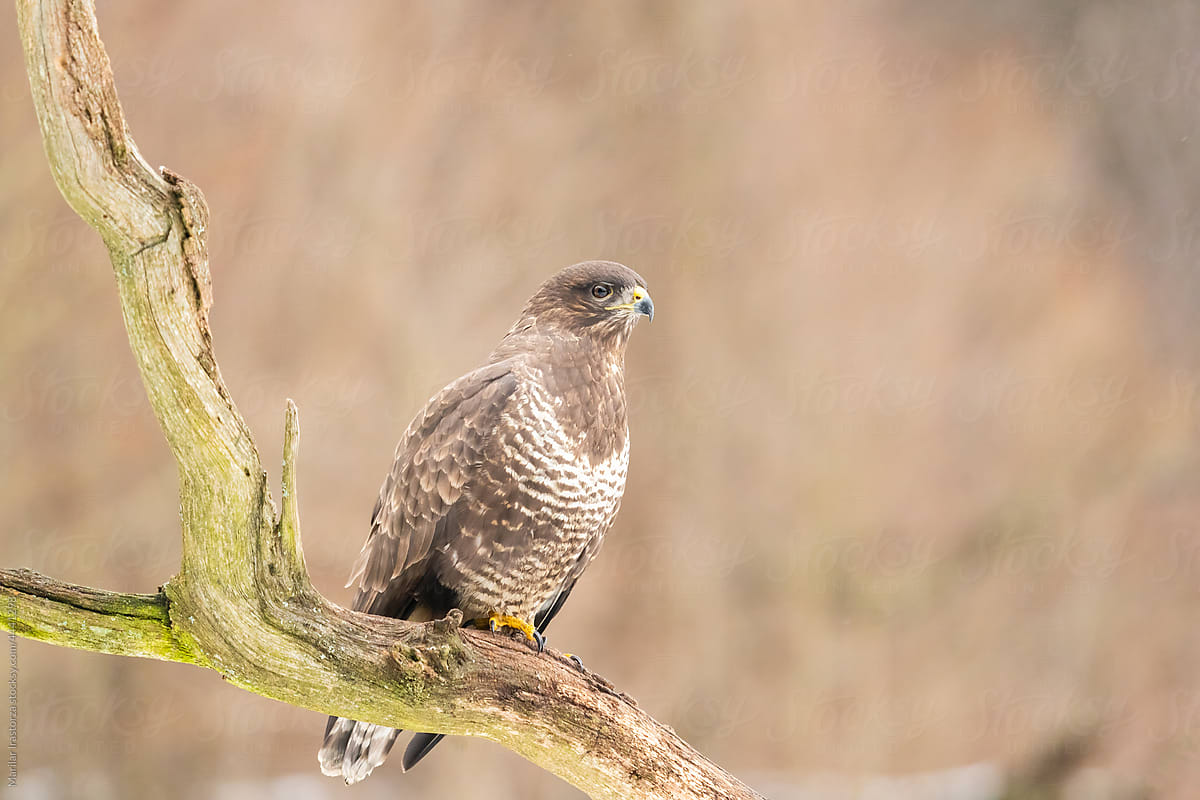 Buzzard Perched On A Branch