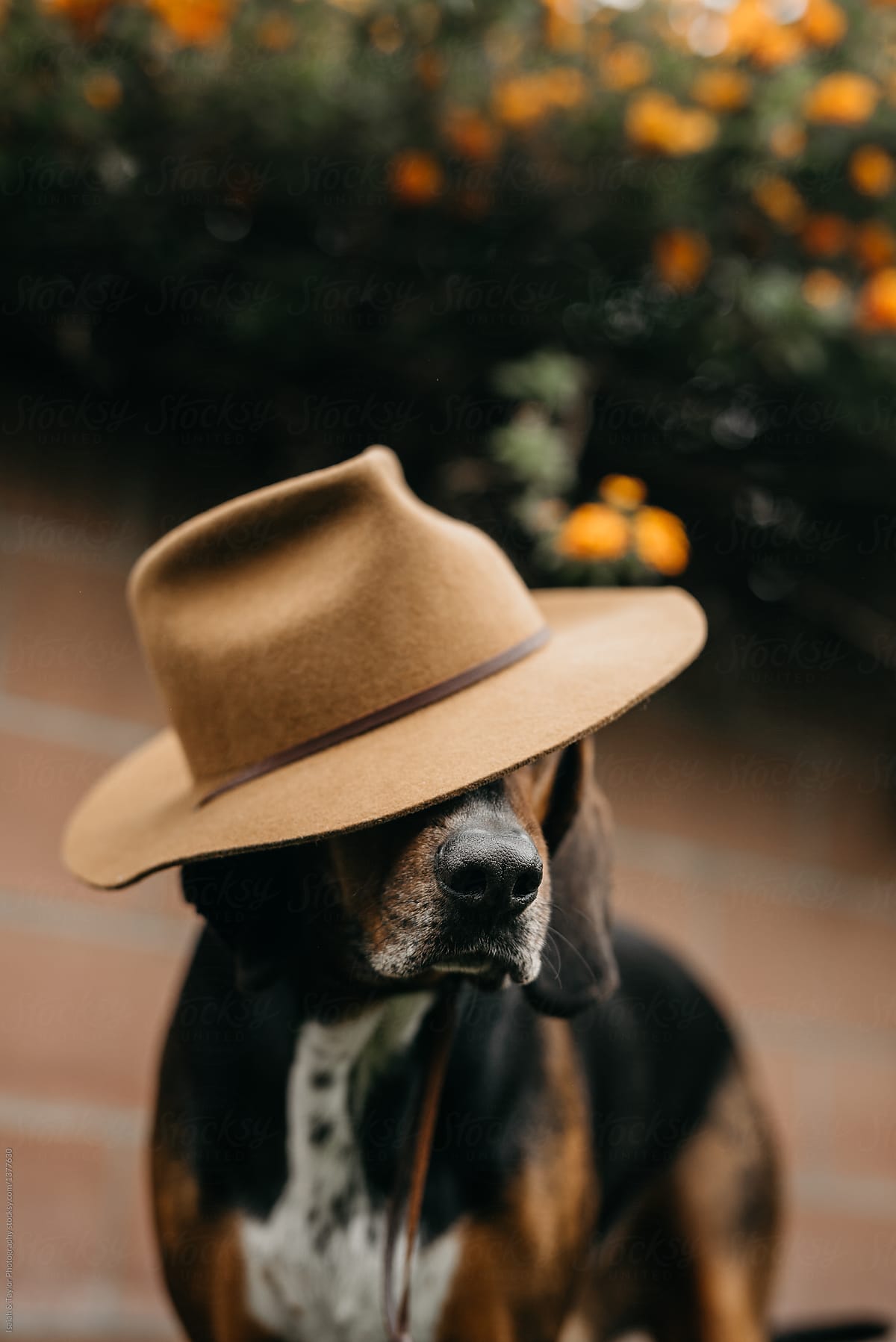 Dog wearing hat