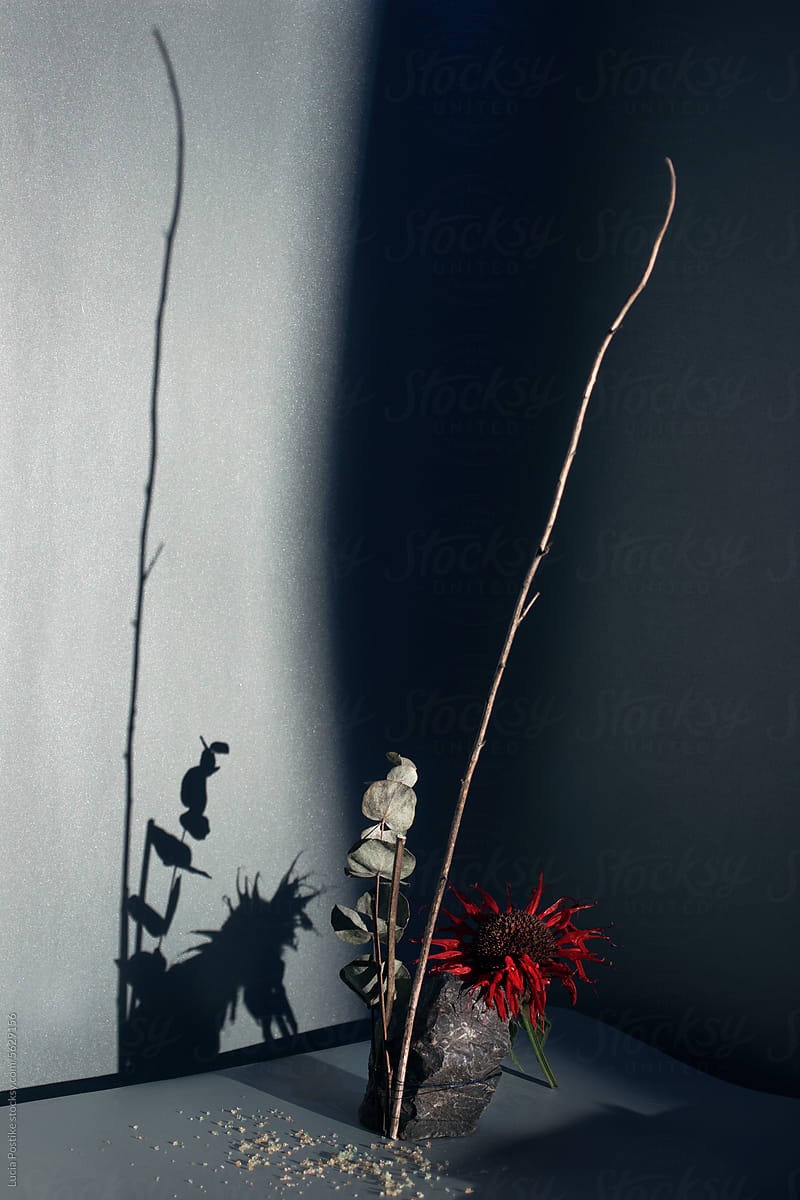 Still life with shadow and red flower