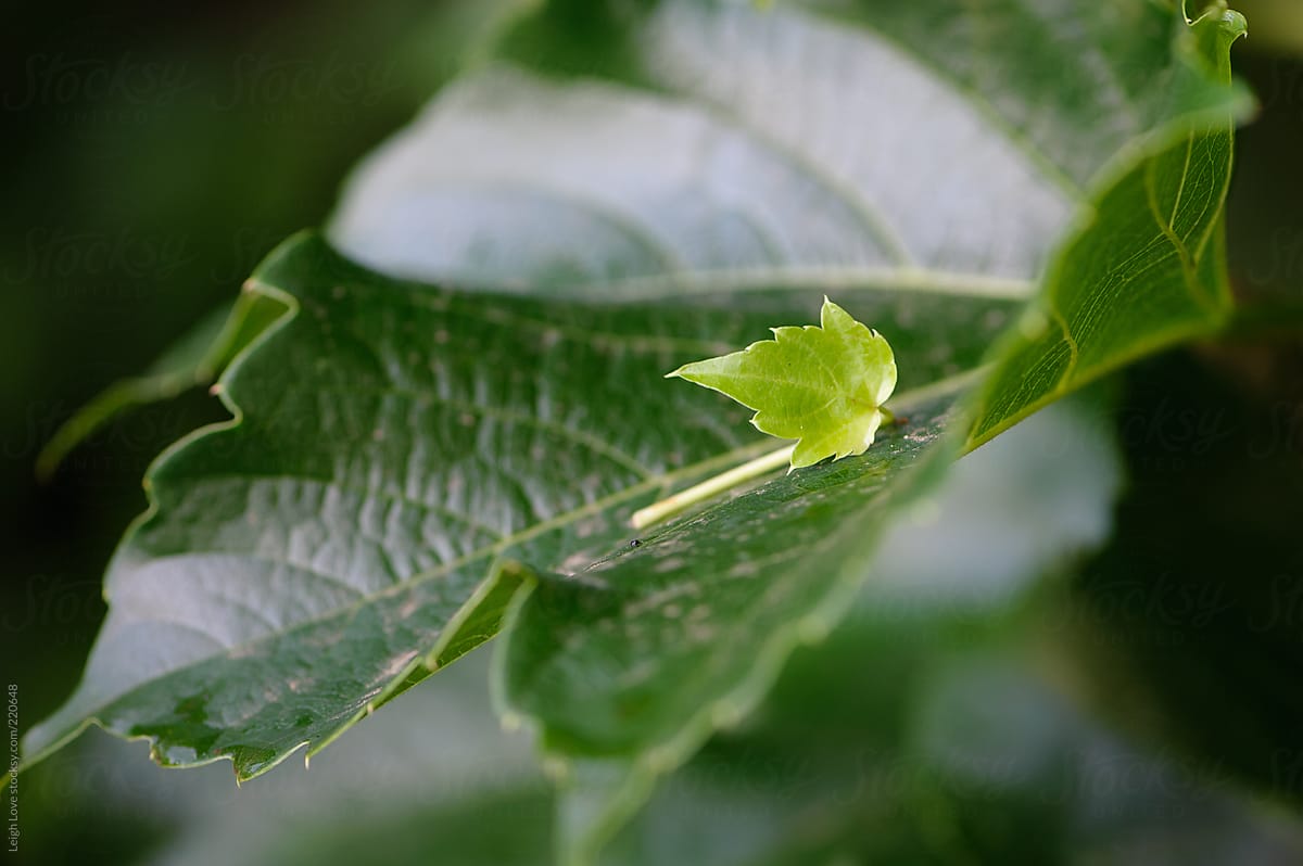 Young Tiny Leaf Rests on Larger Mature Leaf