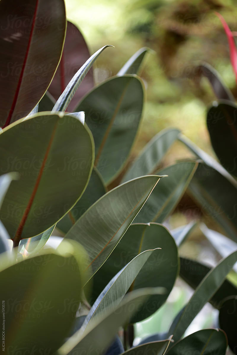 Vibrant Green Rubber Plant Leaves